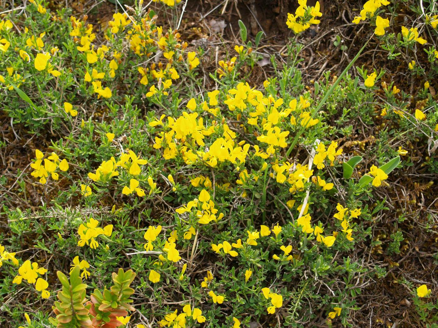 Gorse, Spanish plant